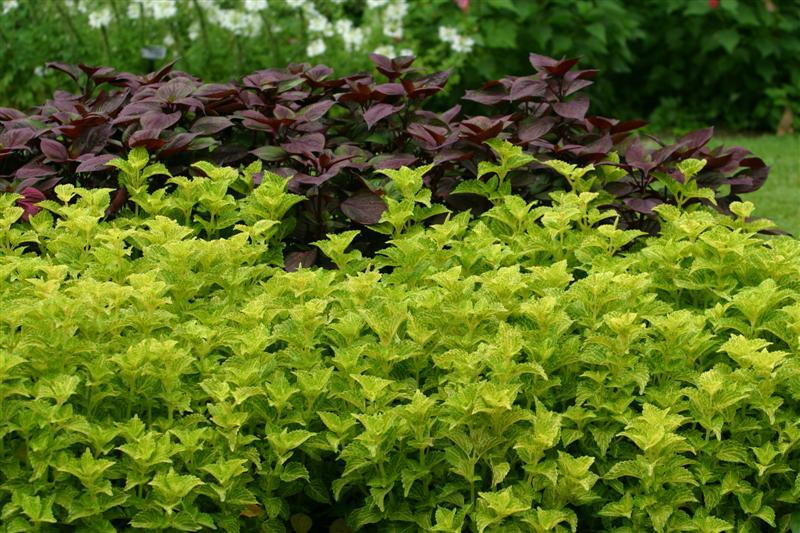 Picture of Solenostemon scutellarioides 'Electric Lime' Electric Lime Coleus