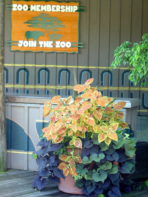 Picture of Solenostemon%20scutellarioides%20'Freckles'%20Freckles%20Coleus