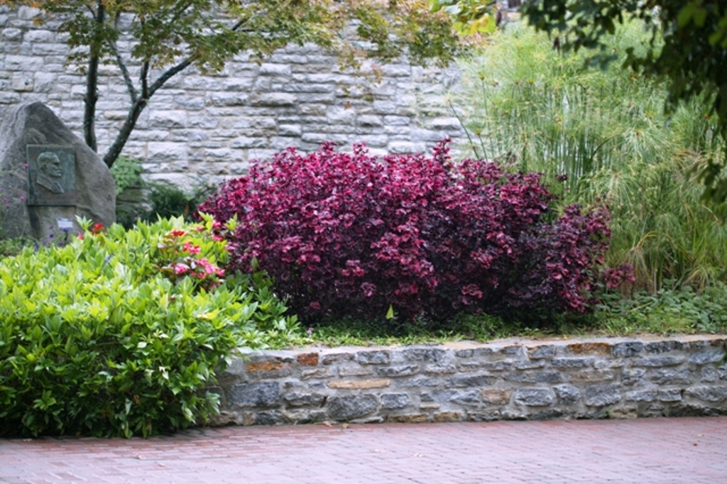 Picture of Solenostemon  'Signature Gnash Rambler' Signature Gnash Rambler Coleus