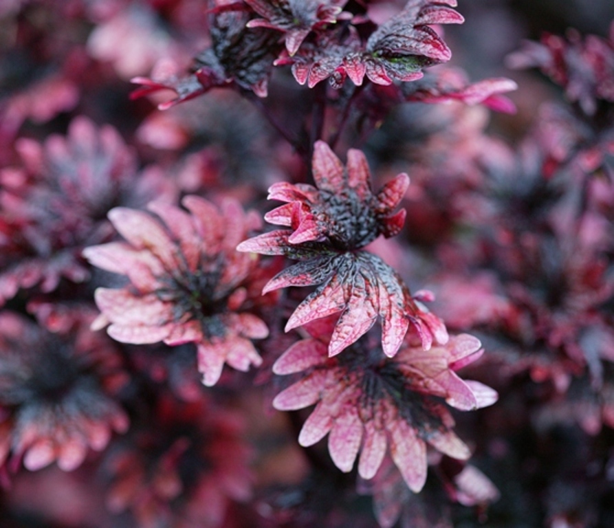 Picture of Solenostemon  'Signature Gnash Rambler' Signature Gnash Rambler Coleus