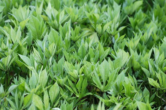 Picture of Ipomoea batatas South of the Border Guacamole 
