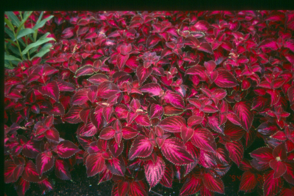 Picture of Solenostemon scutellarioides 'Colorblaze Kingswood Torch' Colorblaze Kingswood Torch Coleus