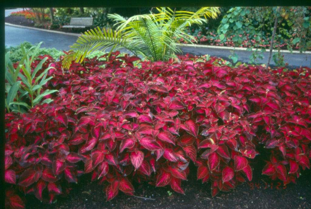 Picture of Solenostemon scutellarioides 'Colorblaze Kingswood Torch' Colorblaze Kingswood Torch Coleus