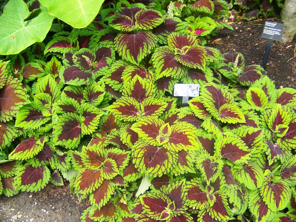 Picture of Solenostemon scutellariodes 'Kong��� Scarlet' Kong��� Scarlet Coleus