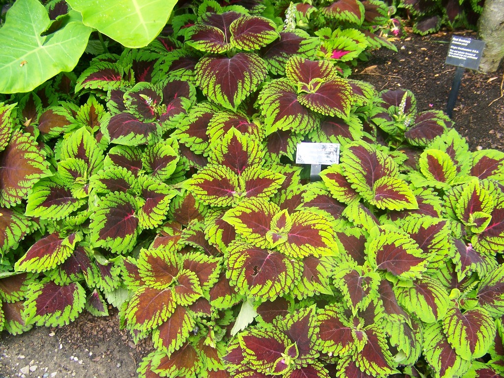 Picture of Solenostemon scutellariodes 'Kong Scarlet' Kong Scarlet Coleus