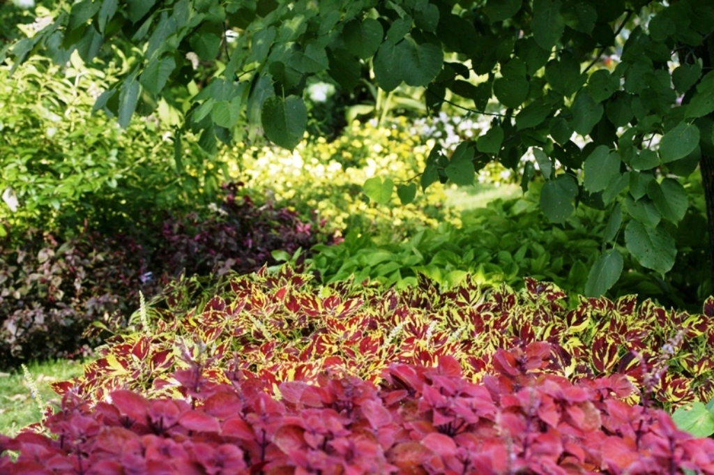 Picture of Solenostemon scutellarioides 'Splish Splash' Splish Splash Coleus