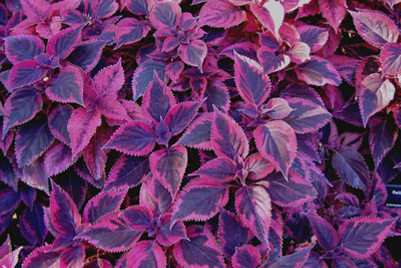 Picture of Solenostemon scutellarioides 'Religious Radish' Religious Radish Coleus