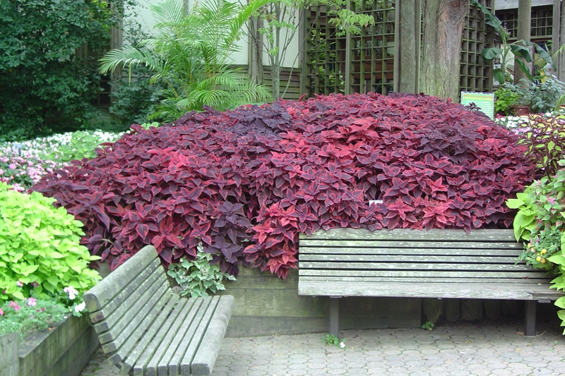 Picture of Solenostemon scutellarioides 'Religious Radish' Religious Radish Coleus