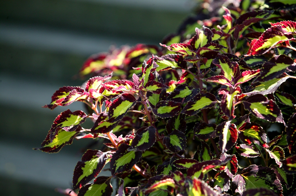 Picture of Solenostemon  scutellarioides 'Saturn' Saturn Coleus