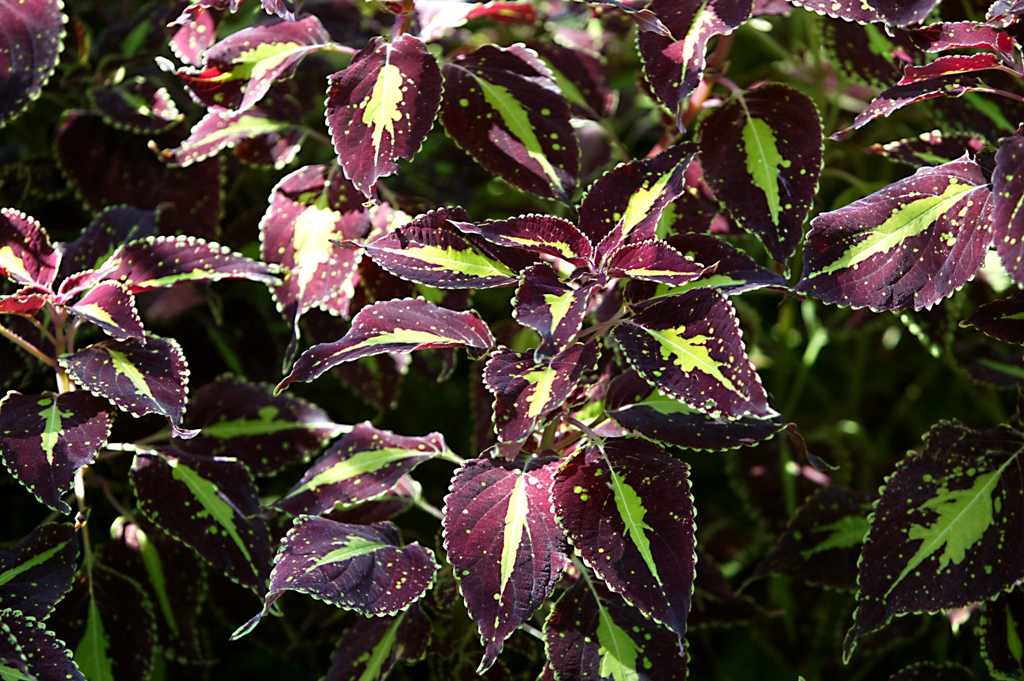 Picture of Solenostemon  scutellarioides 'Saturn' Saturn Coleus