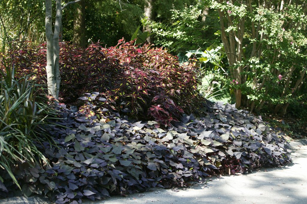 Picture of Solenostemon  scutellarioides 'Saturn' Saturn Coleus