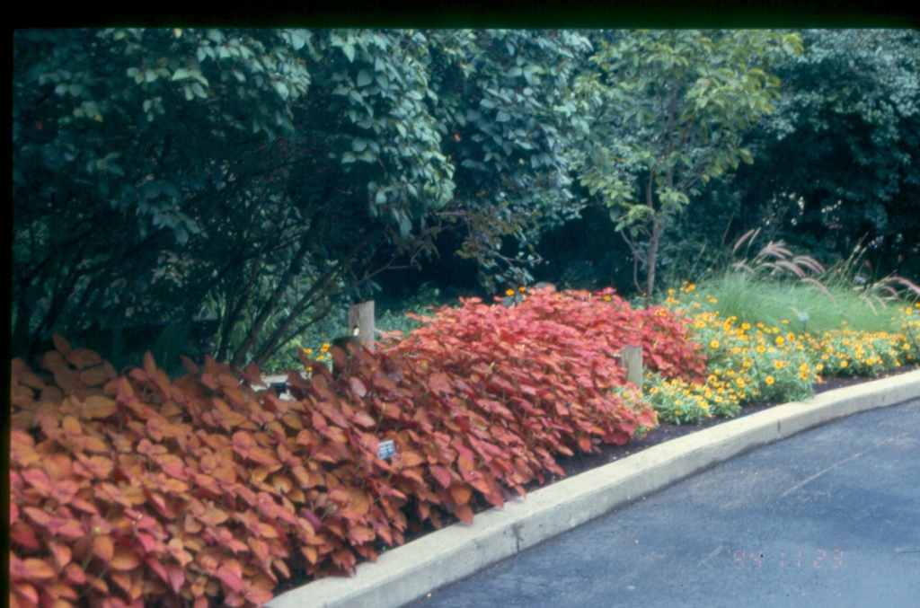 Picture of Solenostemon scutellarioides 'Colorblaze Sedona' Colorblaze Sedona Coleus