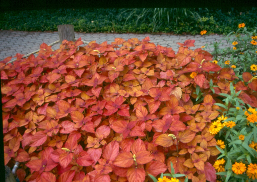 Picture of Solenostemon scutellarioides 'Colorblaze Sedona' Colorblaze Sedona Coleus