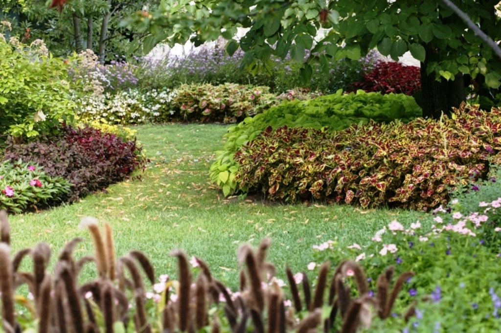 Picture of Solenostemon scutellarioides 'Splish Splash' Splish Splash Coleus