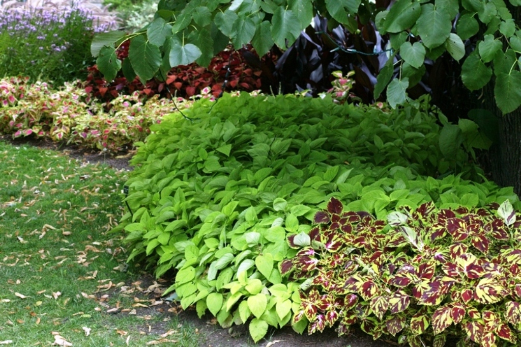 Picture of Solenostemon scutellarioides 'Splish Splash' Splish Splash Coleus