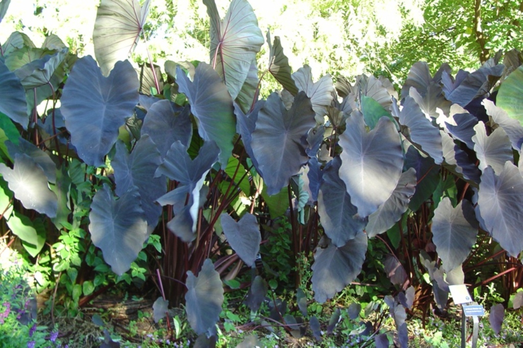 Picture of Colocasia  esculenta 'Jet Black Wonder' Jet Black Wonder Elephant Ear