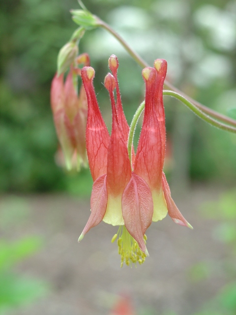 Picture of Aquilegia canadensis  Columbine