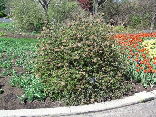 Picture of Viburnum x 'Conoy' Conoy Viburnum