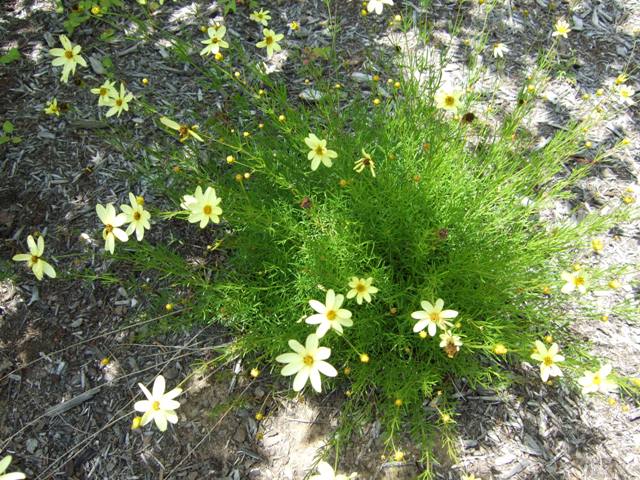 Picture of Coreopsis verticillata 'Moonbeam' Moonbeam Coreopsis