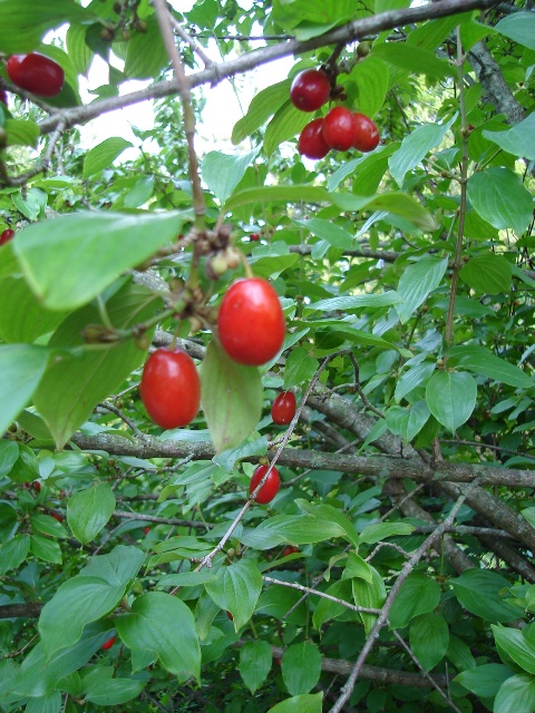 Picture of Cornus mas 'Golden Glory' Golden Glory Cornelian Cherry