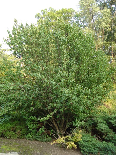 Picture of Cornus mas 'Golden Glory' Golden Glory Cornelian Cherry