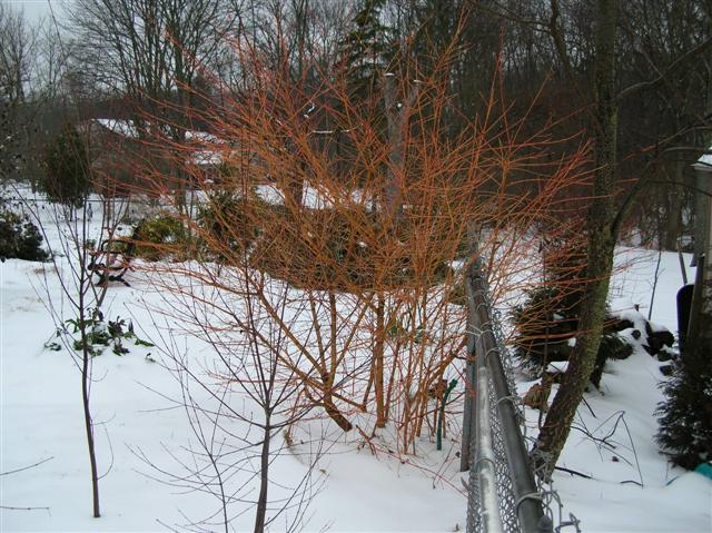 Picture of Cornus alba  Tatarian Dogwood