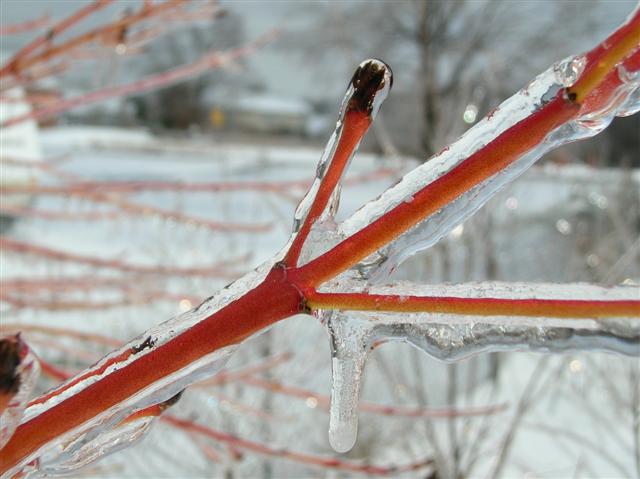 Picture of Cornus alba  Tatarian Dogwood