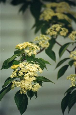 Picture of Cornus alternifolia  Pagoda Dogwood