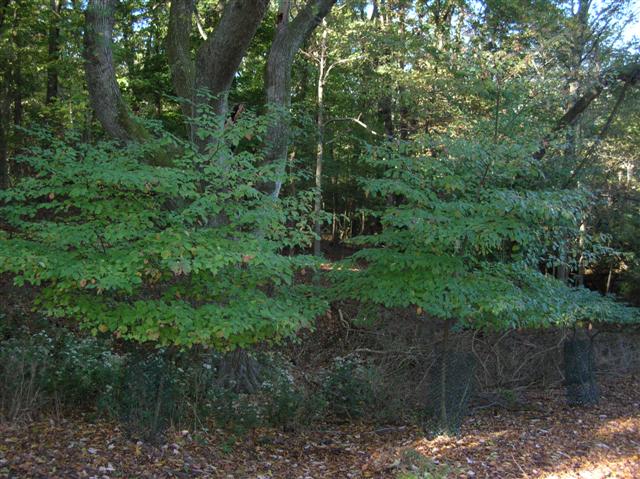 Picture of Cornus alternifolia  Pagoda Dogwood