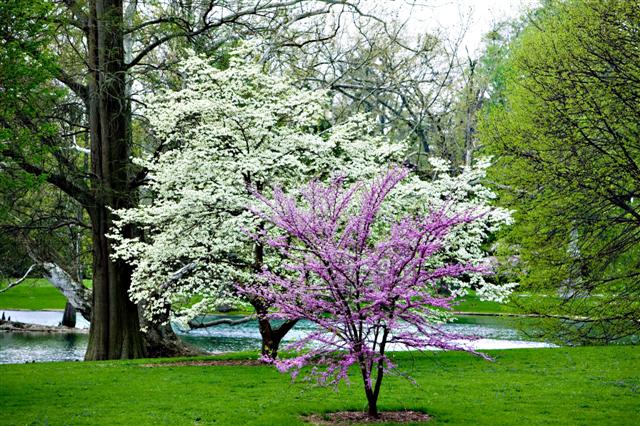 Picture of Cercis canadensis  Eastern Redbud