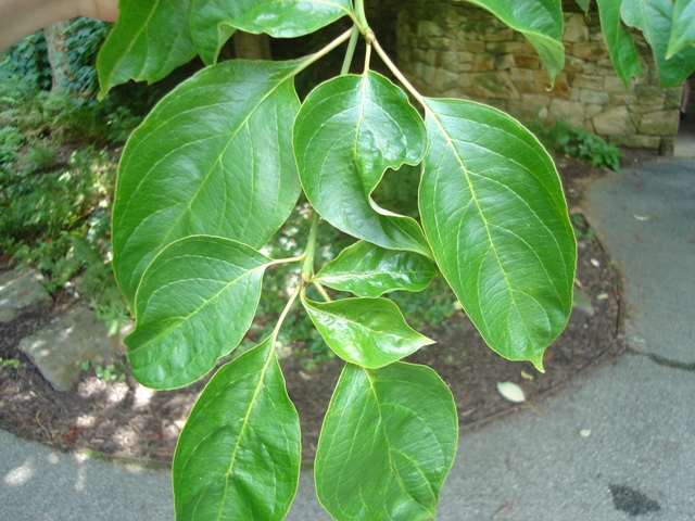 Picture of Cornus%20controversa%20%20Giant%20Dogwood