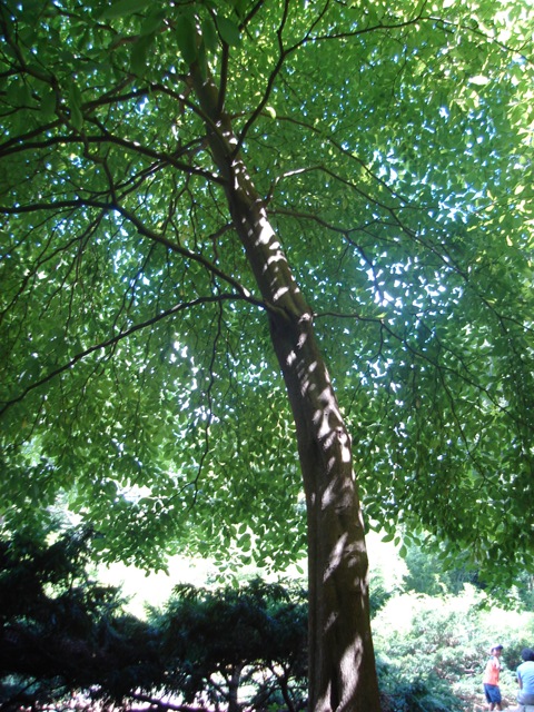 Picture of Cornus controversa  Giant Dogwood