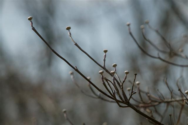 Picture of Cornus florida  Flowering Dogwood