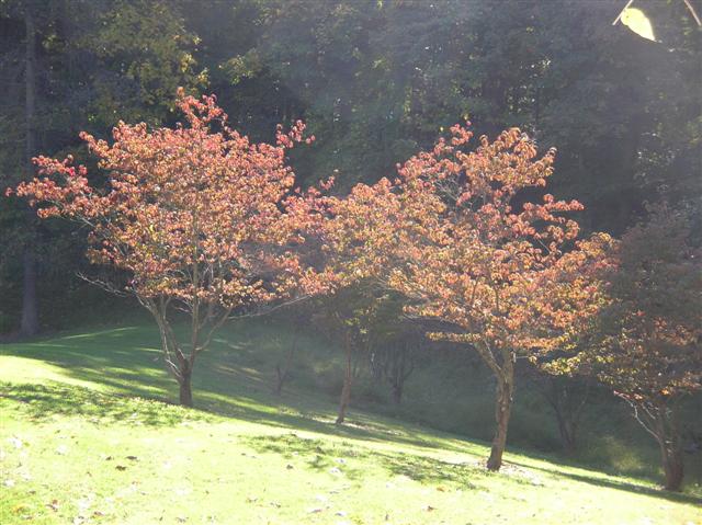 Picture of Cornus%20florida%20%20Flowering%20Dogwood