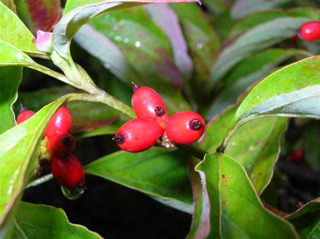 Picture of Cornus florida  Flowering Dogwood