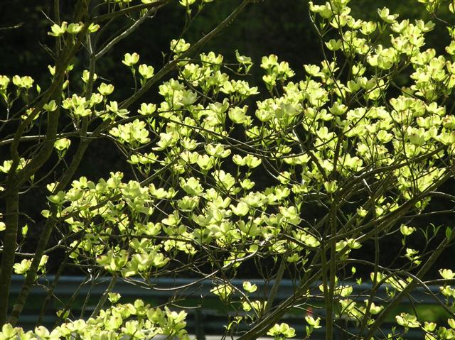 Picture of Cornus florida  Flowering Dogwood