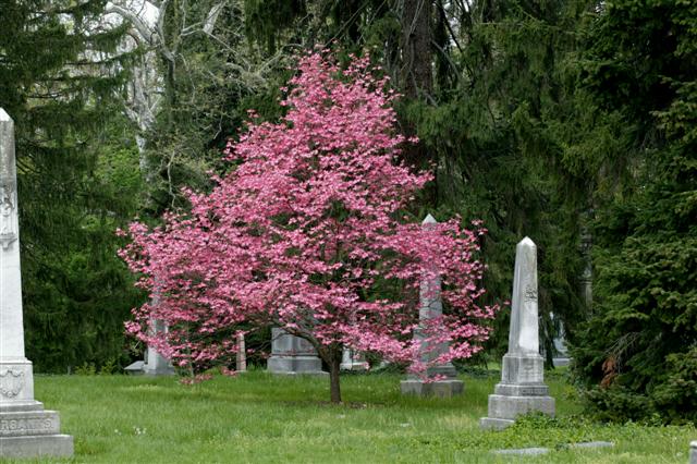 Picture of Cornus florida 'Rubra' Pink Flowering Dogwood