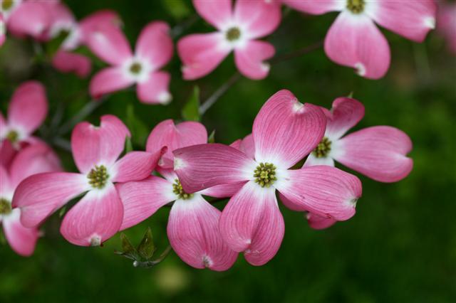 Picture of Cornus%20florida%20'Rubra'%20Pink%20Flowering%20Dogwood