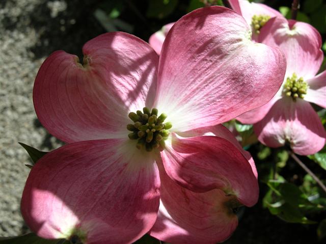 Picture of Cornus florida 'Rubra' Pink Flowering Dogwood