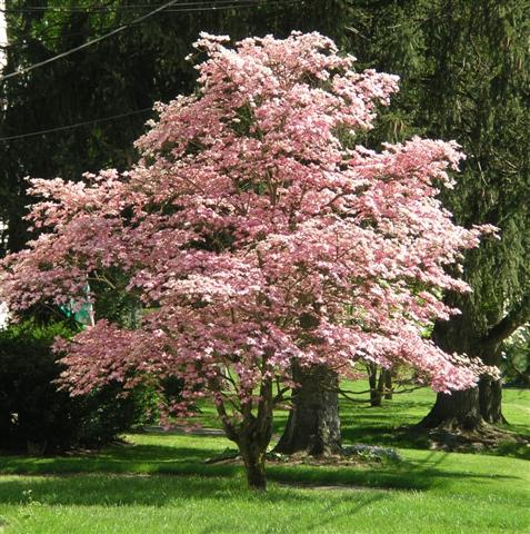 Picture of Cornus florida 'Rubra' Pink Flowering Dogwood