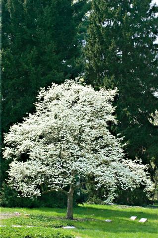 Cornus florida cornusfloridasg33(Small).jpg