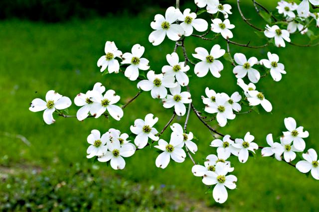 Picture of Cornus florida  Flowering Dogwood