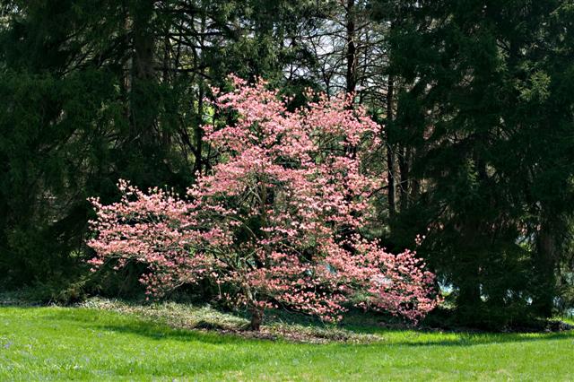 Picture of Cornus florida 'Rubra' Pink Flowering Dogwood