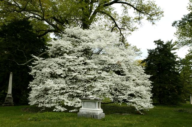 Picture of Cornus florida 'Grovflor' Spring Grove Spring Grove Flowering Dogwood