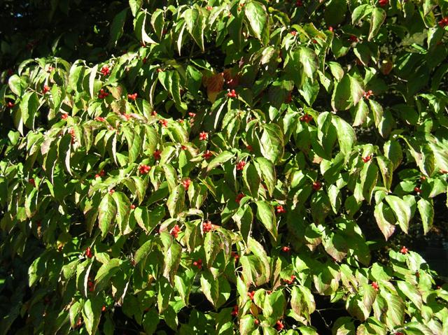 Picture of Cornus florida 'Grovflor' Spring Grove Spring Grove Flowering Dogwood