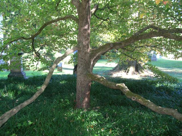 Picture of Cornus florida 'Grovflor' Spring Grove Spring Grove Flowering Dogwood