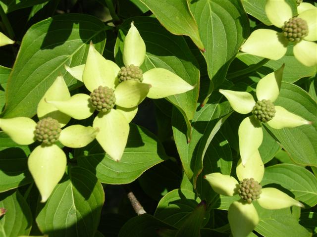 Picture of Cornus kousa  Kousa Dogwood