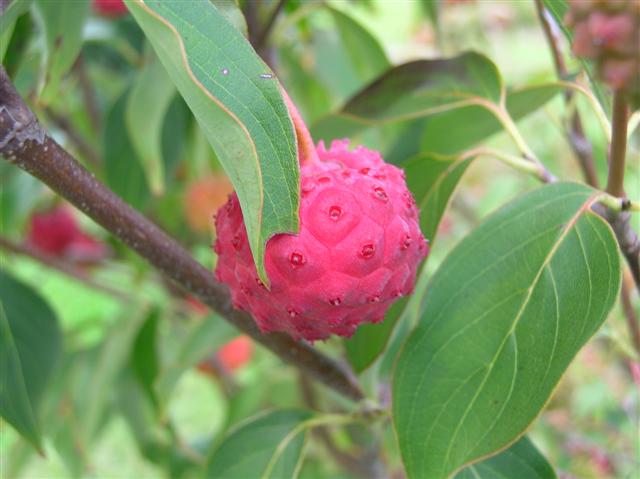 Picture of Cornus kousa  Kousa Dogwood