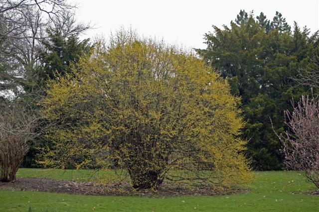 Picture of Cornus%20mas%20%20Cornelian%20cherry%20dogwood