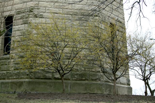 Cornus mas cornusmasedenpkwatertower031609(3)(Small).jpg